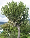 Madère - cactus