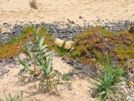 Porto Santo - Plantes grasses
