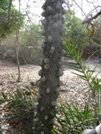 Casamance - arbre croco