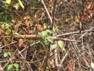 Casamance - arbre à cintres