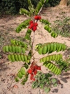 Casamance - fruits non comestibles