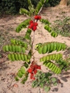 Casamance - fruits non comestibles