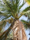 Casamance - Cocotiers