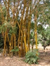 Casamance Bambous