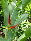 Casamance Oiseaux de Paradis