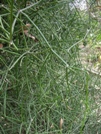 Casamance Plante squelette (euphorbia tirucalli)