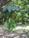 Casamance Pamplemousses