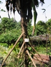 Casamance Pandanus