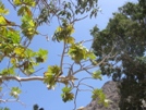 Arbre à pain (Santo Antao)