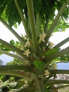 Papaye en fruits et en fleurs